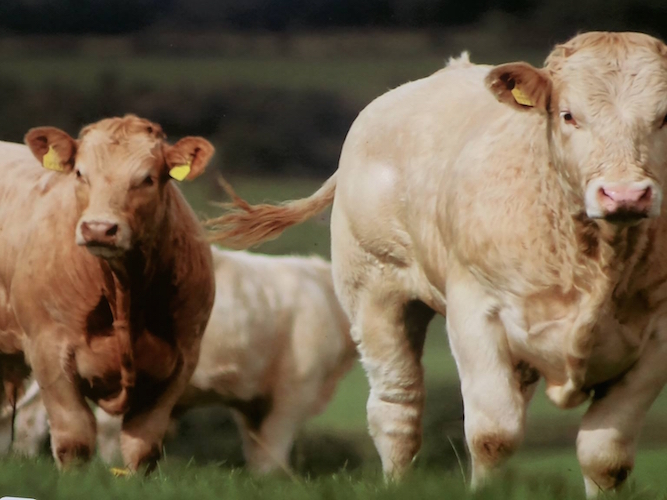 Irish Beef Cattle